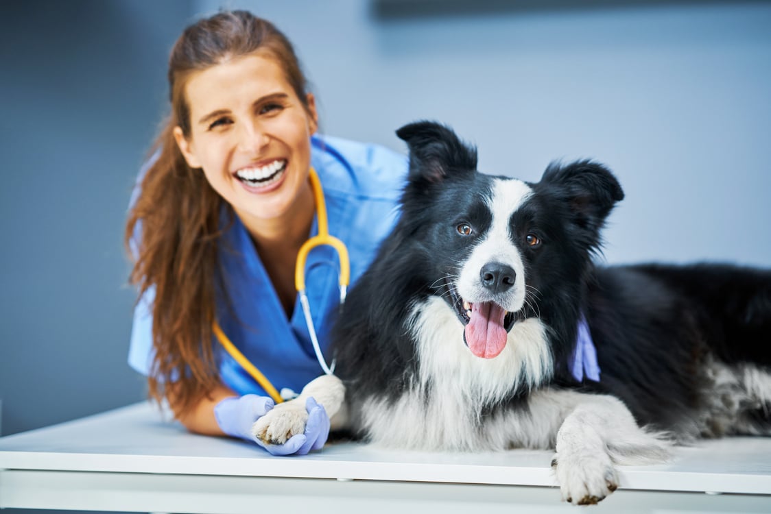 Female Vet Examining a Dog in Clinic